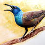 Common Grackle