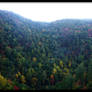 Shenandoah Valley Trees