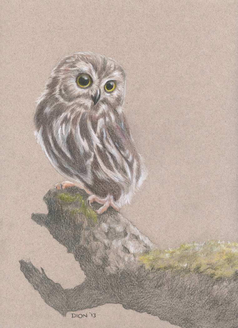 Pygmy Owl by glennsapien on DeviantArt