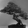 Bonsai Photo