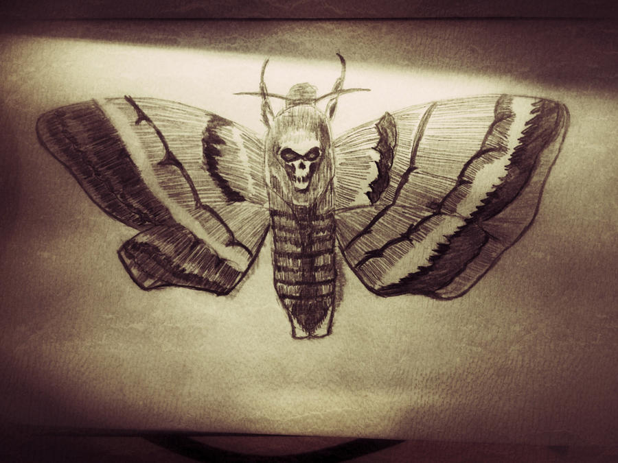 Death Head Moth - Sketch by DarkWolf80s on DeviantArt