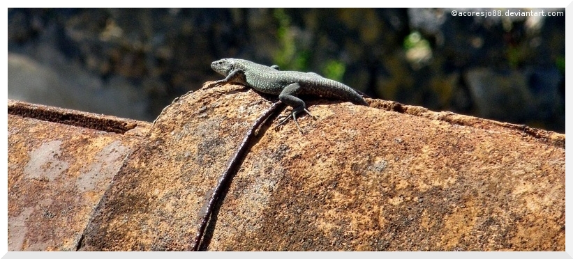 salamander on top