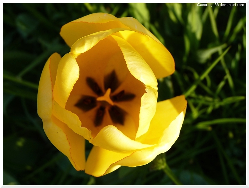 Mainau flowers V