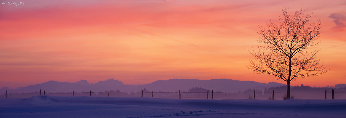 lonely tree panorama