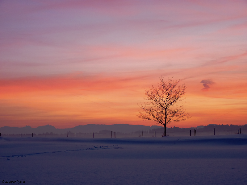 lonely tree II