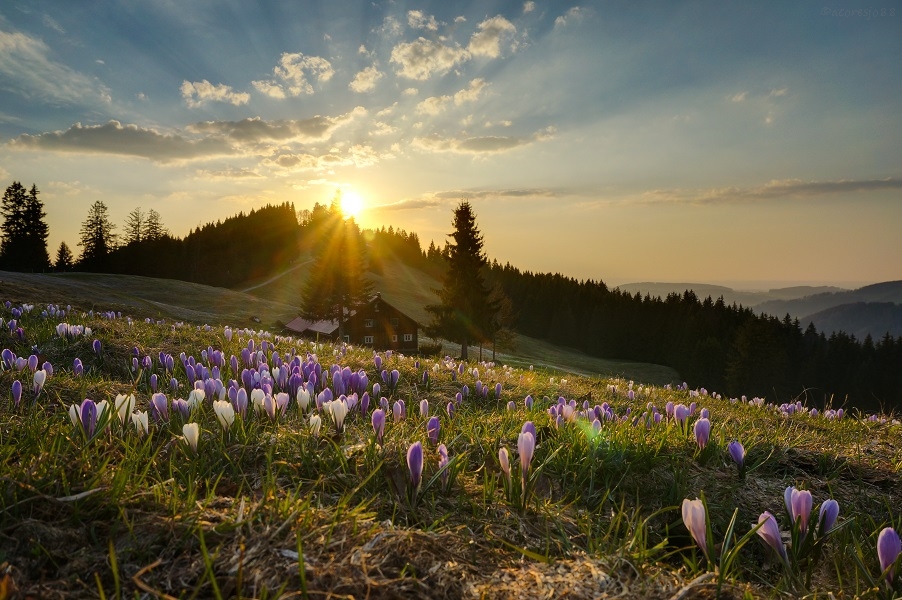 crocus sunset