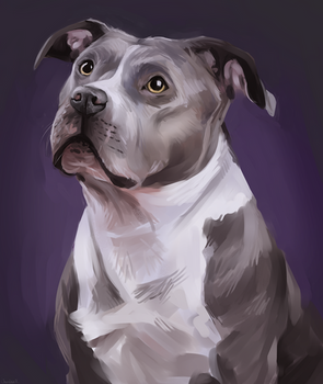 Pit Bull Study