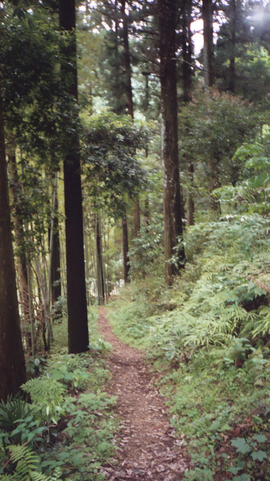 Forest path