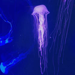 Sea nettle