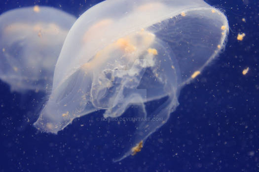 jellyfish 6