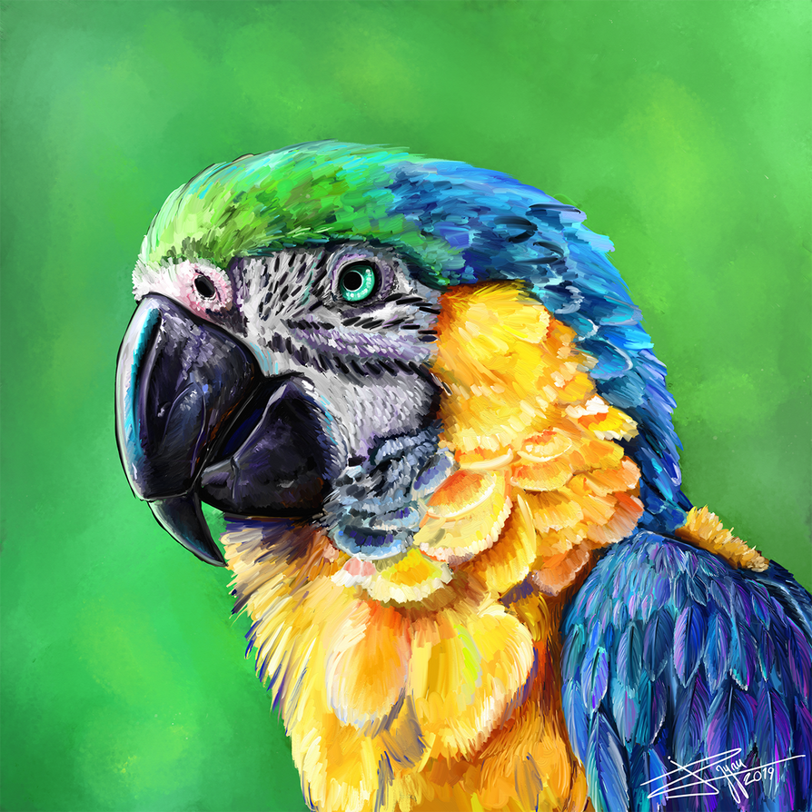 macaw