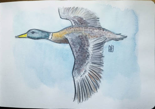 Duck