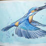 Kingfisher