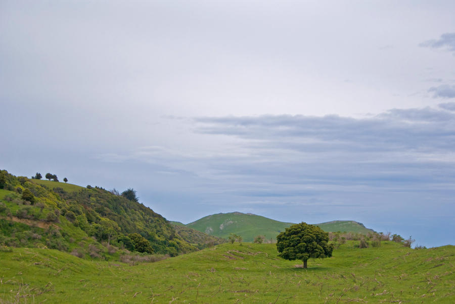 Perfect Tree perfect tree by MintMannequin on DeviantArt
