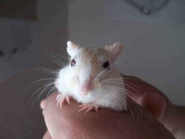 Gerbil my pet