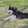 Kodi Enjoying The Backyard