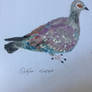 The Cape Rock Pigeon 