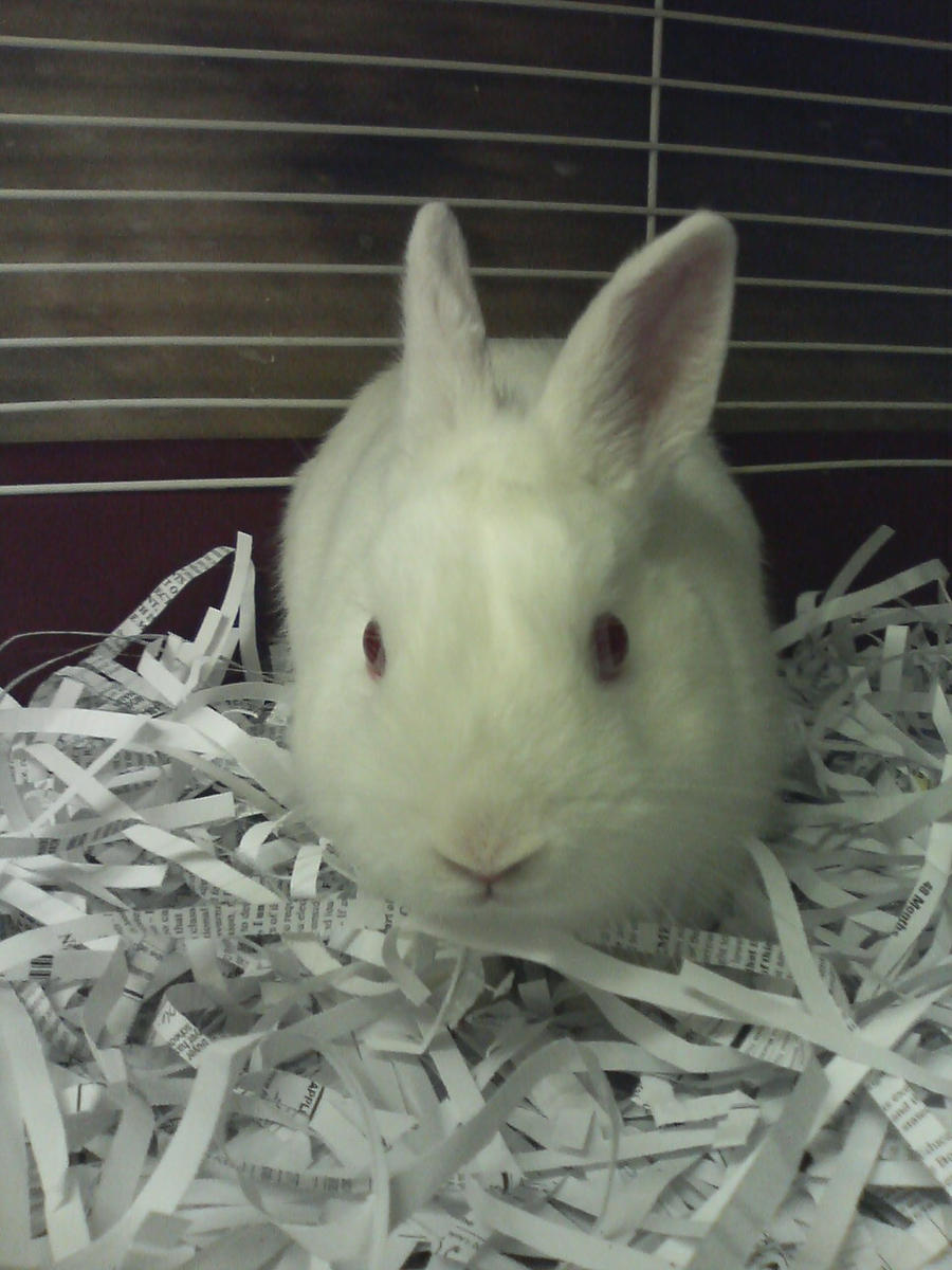 an albino dwarf male 1