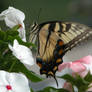 tiger swallowtail- pink