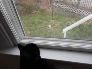 Harry and the white squirrel