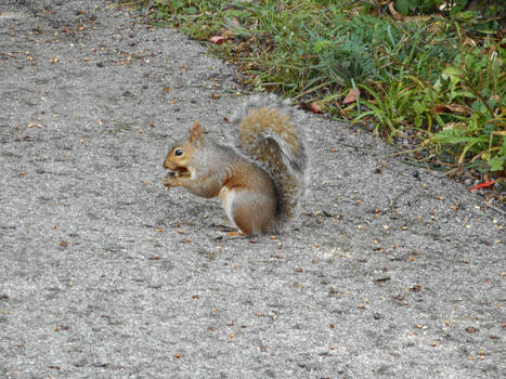 Eastern Gray Squirrel at the zoo