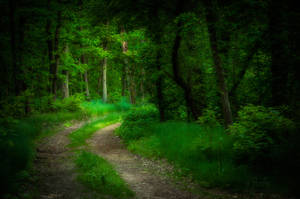 Mystic Forest #4 by reznor666 Mystic Forest #4 by reznor666