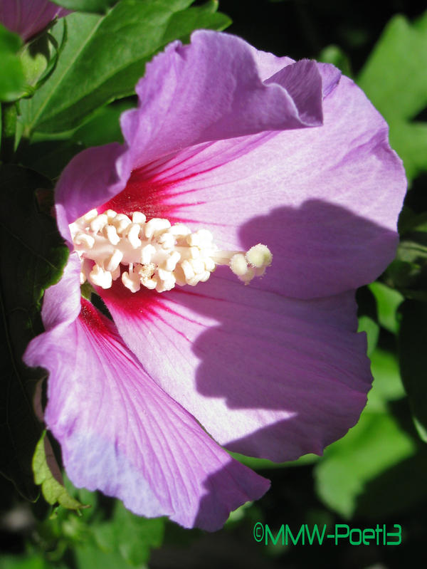 Rose of Sharon Shine