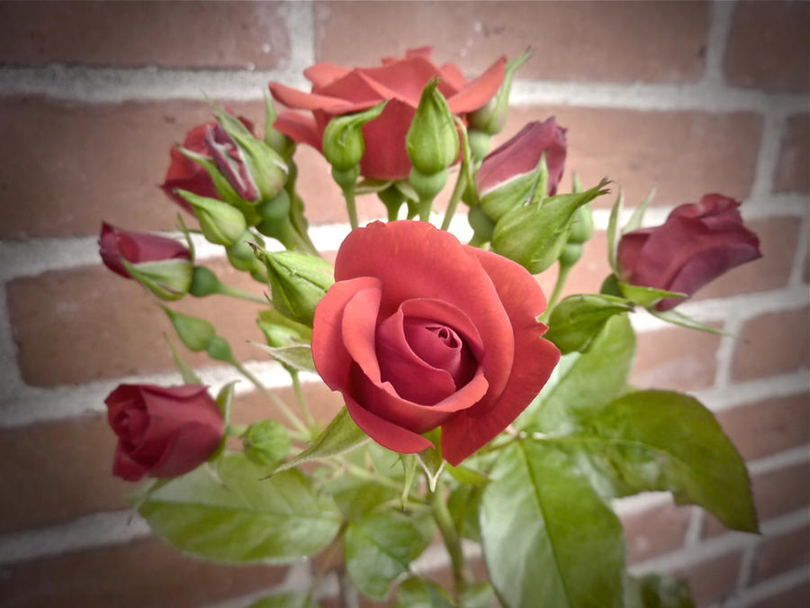 Same Roses Same Rose, Different Season. by LintilaArchaeologist on DeviantArt