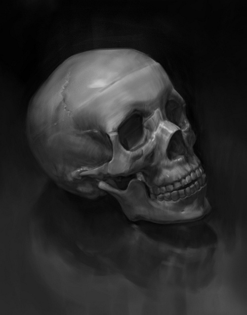 Skull study