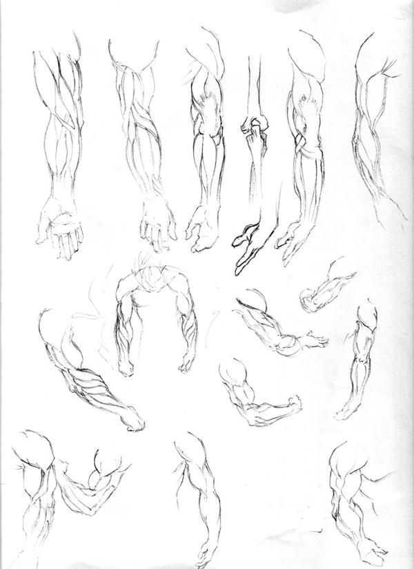 figure drawing studies - arms