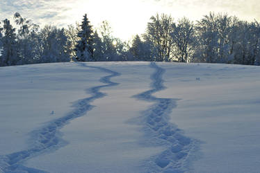 two paths, one winter