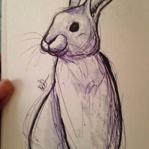 Rabbit 