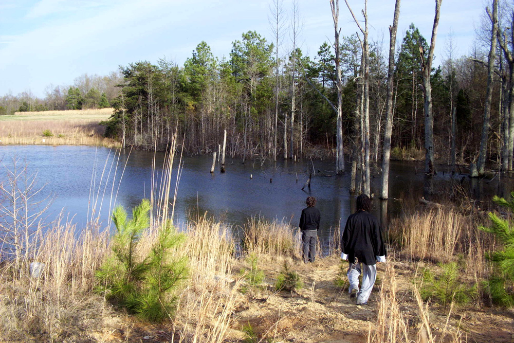 The Pond