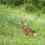 Baby Deer