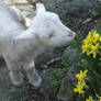 Mossy the spring lamb