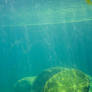 Underwater 001