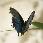 Butterfly 002 by akio-stock