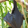 fruit bat 002 -animals035