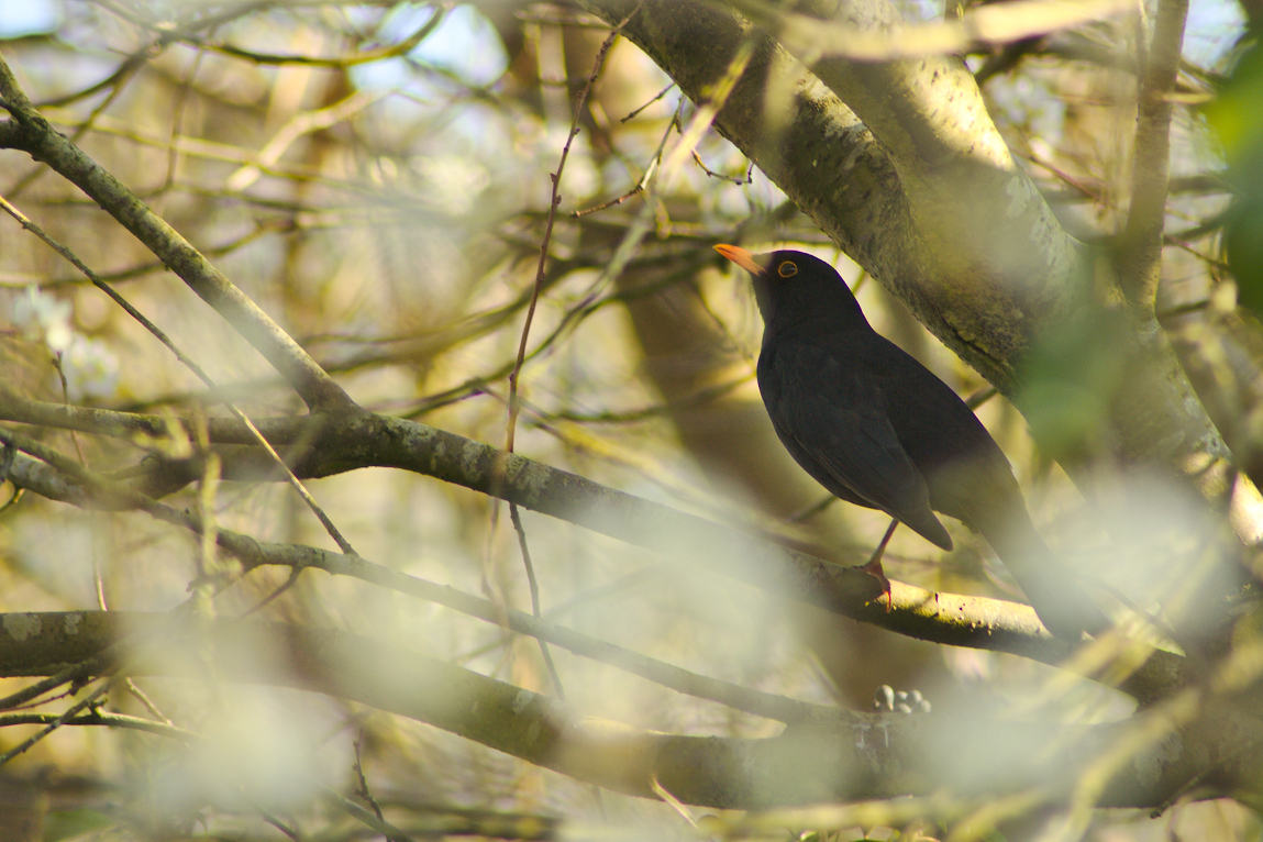 Blackbird in Spring