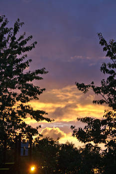 Sunset-tree 0034