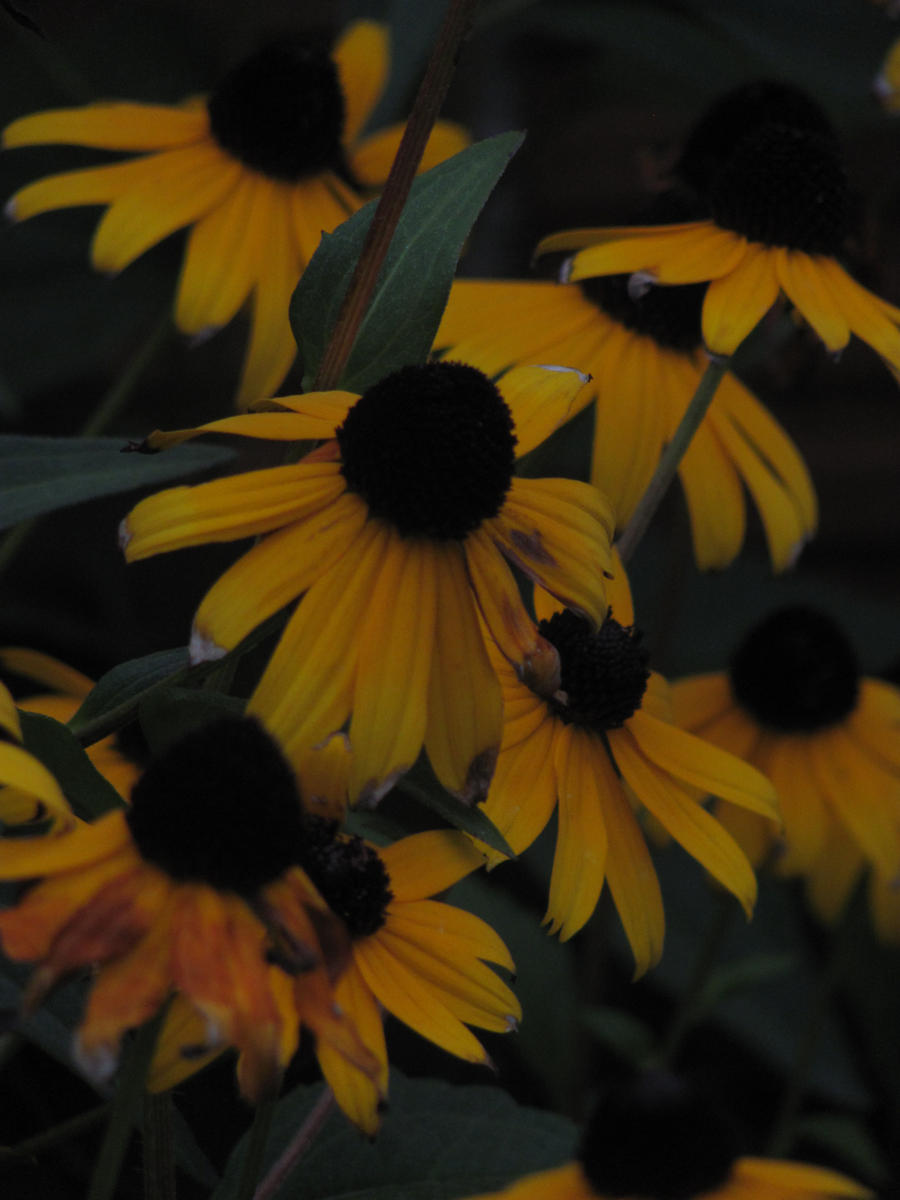 Black Eyed Susans