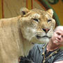 The Head of a Liger