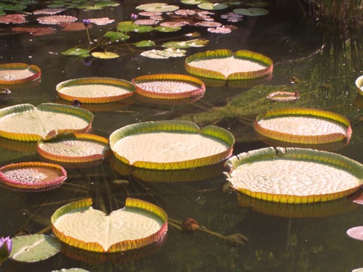 Lilly Pads