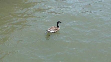 Just a ducky at pier 84