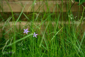 Nature 36 by EvaArtist by EvaArtist Nature 36 by EvaArtist by EvaArtist