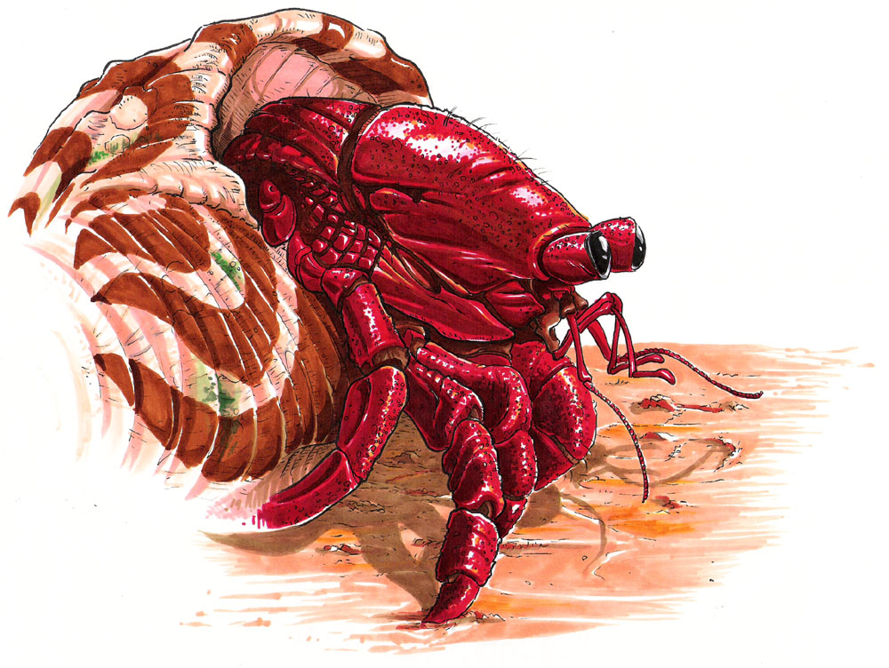 Hermit Crab