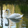 Lugubrum-stock swan