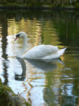 Lugubrum-stock swan