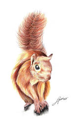 Squirrel