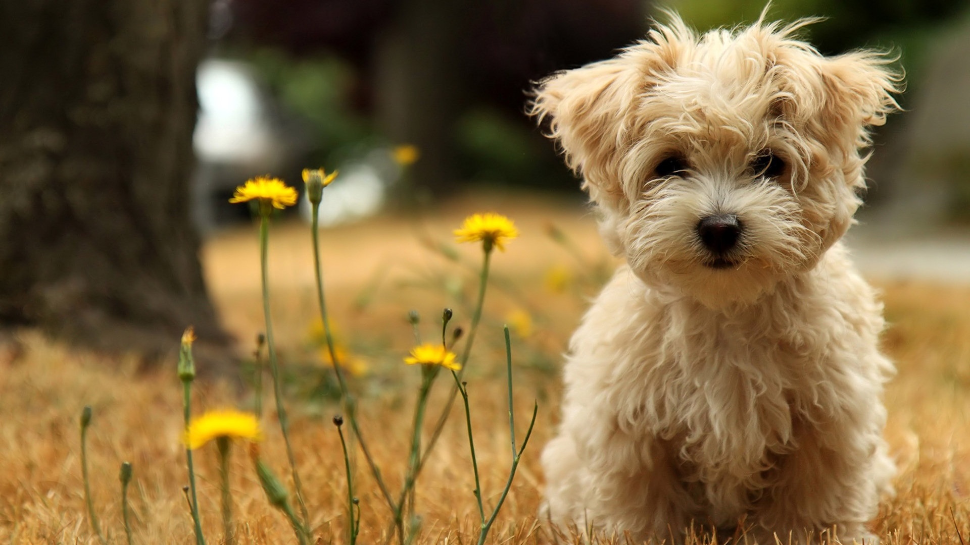 Cute-Dog-HD-Wallpaper by PriyanshuD5 on DeviantArt